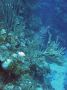 AmbergrisCaye05 - 004